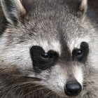 MossyRaccoon