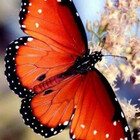 king-mariposa