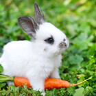 inklopbunny