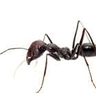 Merch-Ant