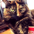 hopelesskitters