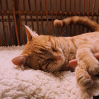 catcries