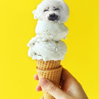 OpalAnderson