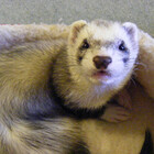 themonkeyferret