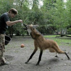 Taiga66