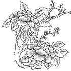 QueenPoppy