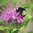 bgardener