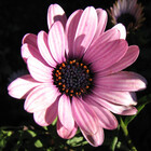 kathrynsgallery