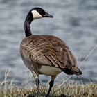 307tephoto
