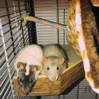 rattiboi