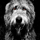 SwampDogPhoto