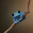 SixthExtinction