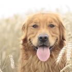 GoldenPortrait
