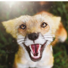 tod-the-fox