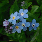 myosotiris