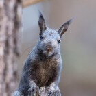 Squirrel-Girl