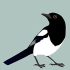 Magpiedesign