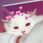 serendipikitty