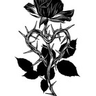 Magenta8