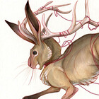rhunevild