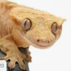 geckosarerad
