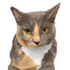 kitten2237