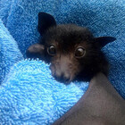 BabyBats
