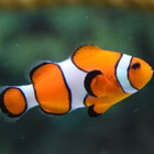 FishOfTheUnder