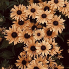 bellastaykind