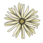 Rosalil