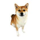 shibalilly