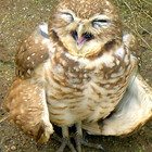 A4wiseowl