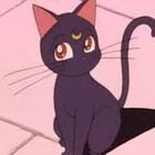 catlion16