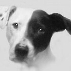 shinerdog