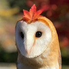 autumnowls