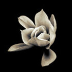 Dark-Magnolia