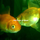 TheHausOfQuax