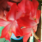 dartheather