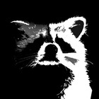 Raccoon98