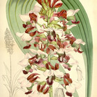 EsotericBotanic