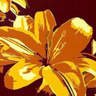 lillianhibiscus