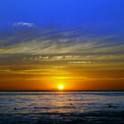 Robin44