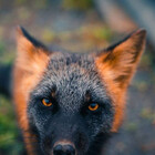 crossingfox