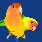 popparrot