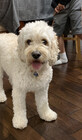Bentleydog