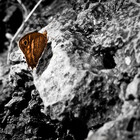 Nadyaphoto