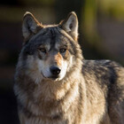 wolf666may