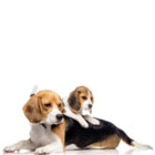 Beaglepawrents