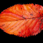 AutumnIsComing