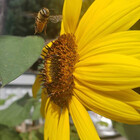 lilbuggirlie